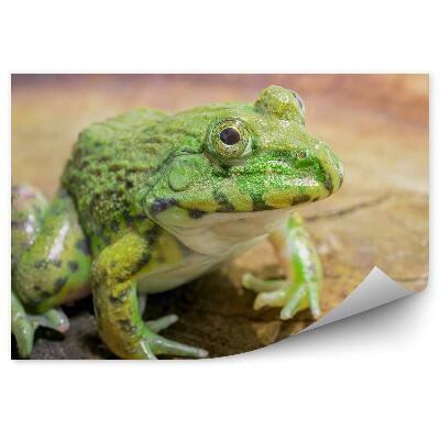 Okleina ścienna Żaba siedząca na pniu drzewa