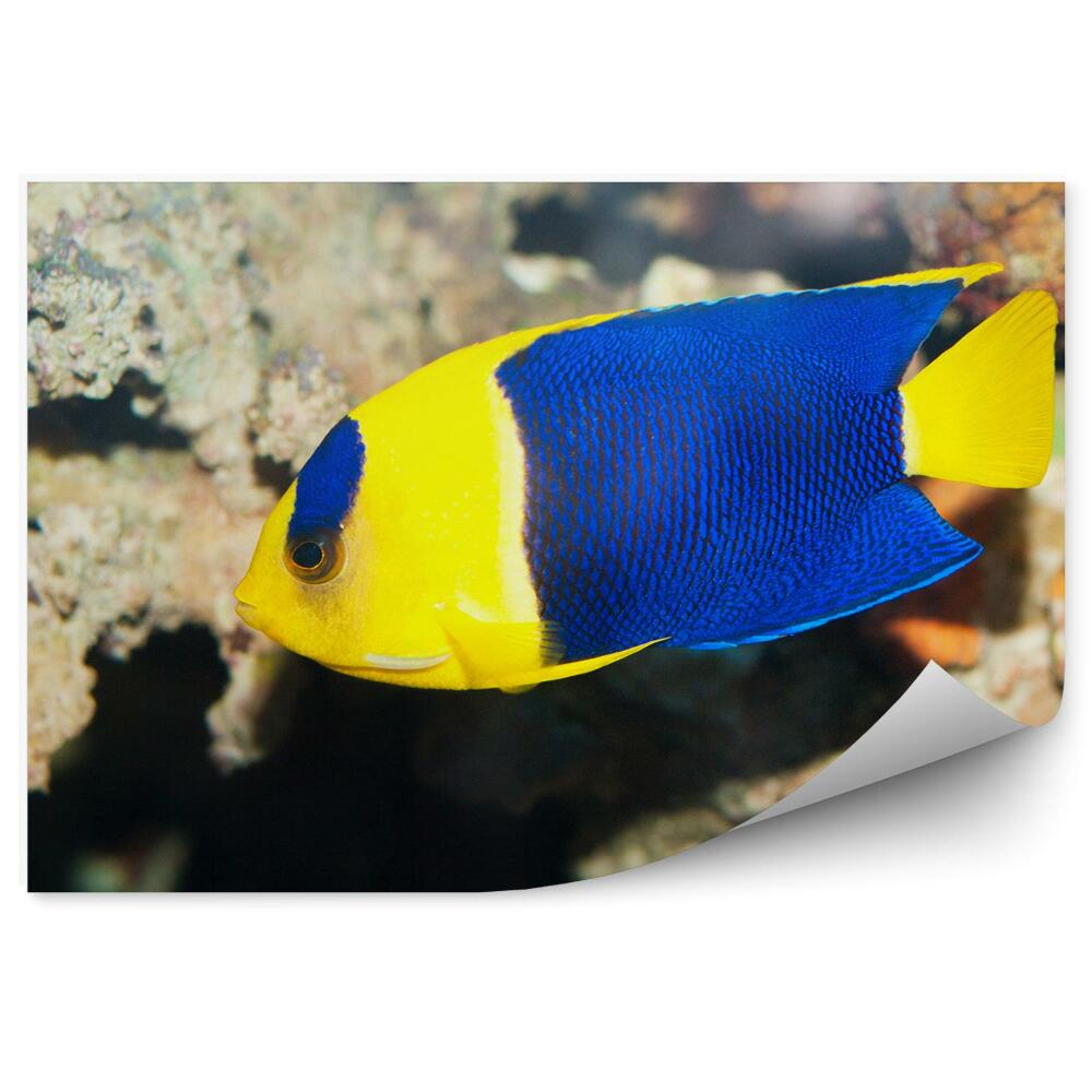 Okleina ścienna Ryba skalar