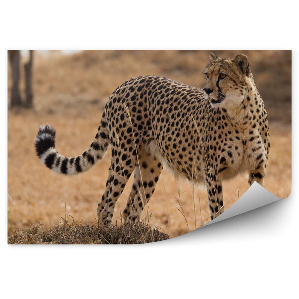 Okleina ścienna Gepard wśród traw sawanny