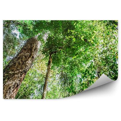 Okleina ścienna Brazylia drzewa las zieleń rośliny