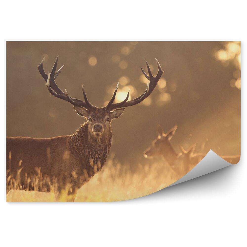 Okleina ścienna Jelenie na łące o poranku