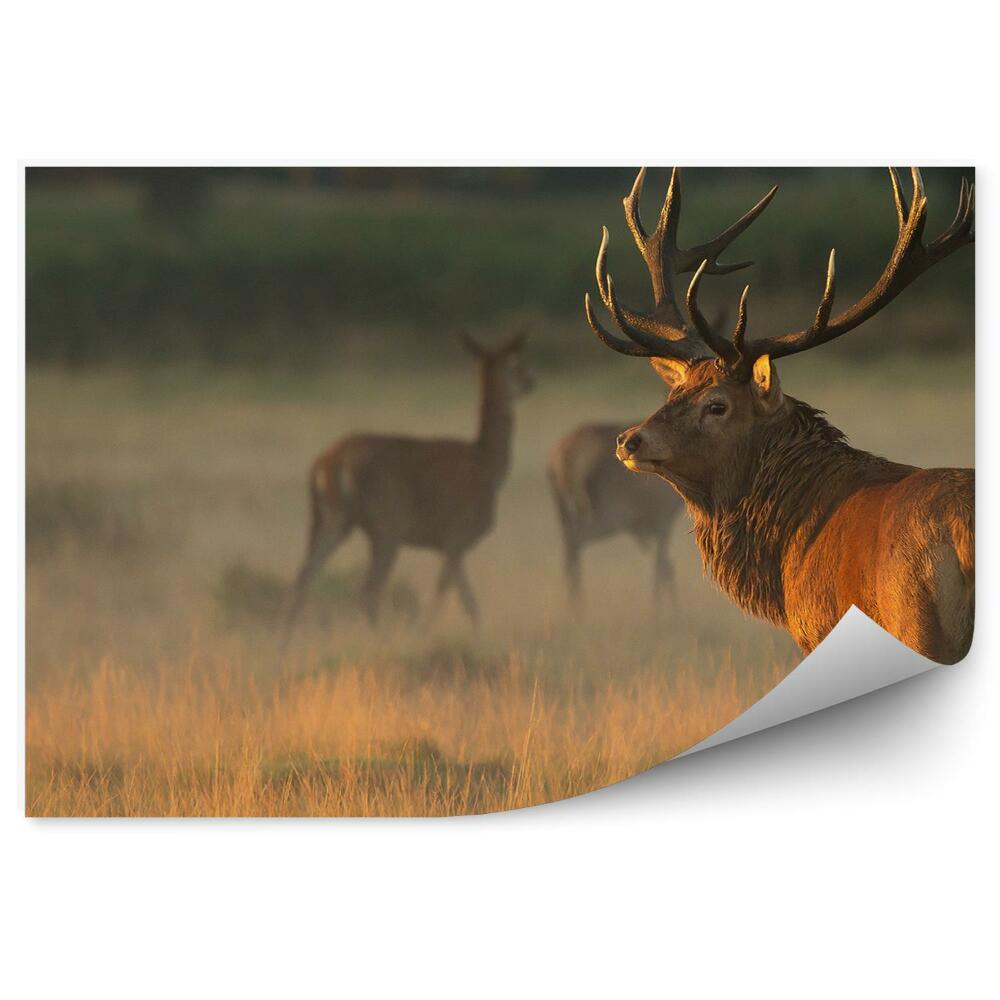 Okleina ścienna Jelenie na łące o świcie