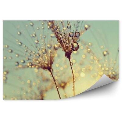 Fototapeta na ścianę Krople wody dmuchawiec