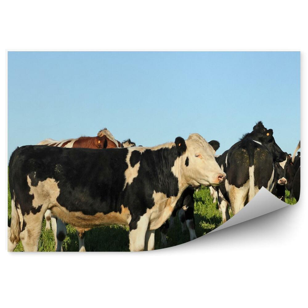 Okleina ścienna Wypas krów polana niebo