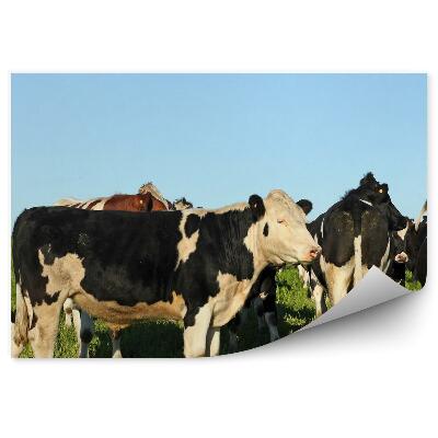 Okleina ścienna Wypas krów polana niebo