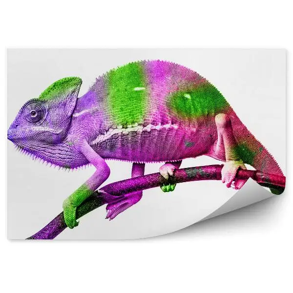 Okleina ścienna Pokolorowany kameleon