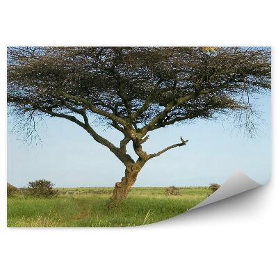 Fototapeta Przewodnik safari drzewo akacji trawa rośliny niebo