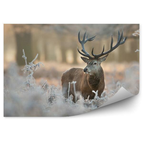 Okleina ścienna Jeleń wśród oszronionej roślinności