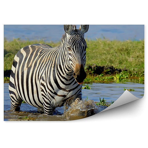 Fototapeta Zebra w kenii