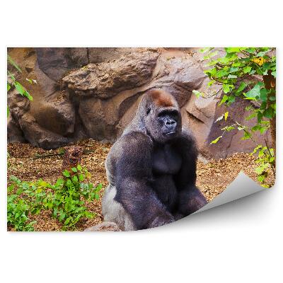 Okleina ścienna Goryl siedzący na kamieniu