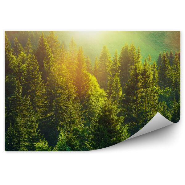 Fototapeta Lato w alpejskim lesie