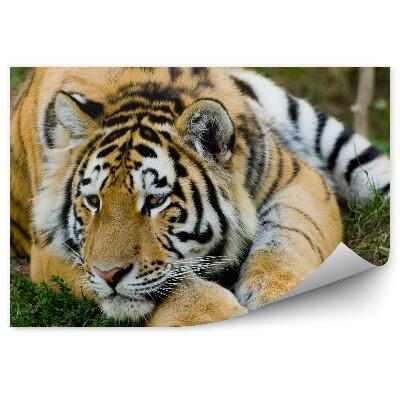 Fototapeta Odpoczywający tygrys