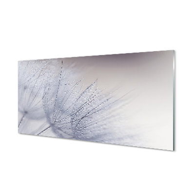 Obraz na szkle Krople rosa nasiono dmuchawca