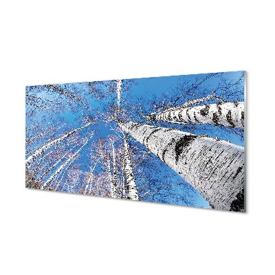 Obraz na szkle Brzozy niebo widok