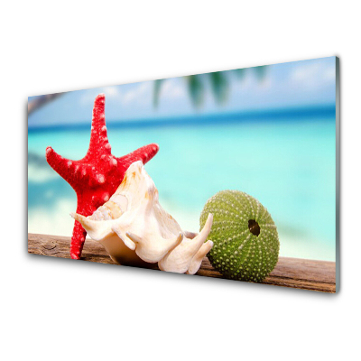 Obraz na Szkle Muszla Rozgwiazda Woda