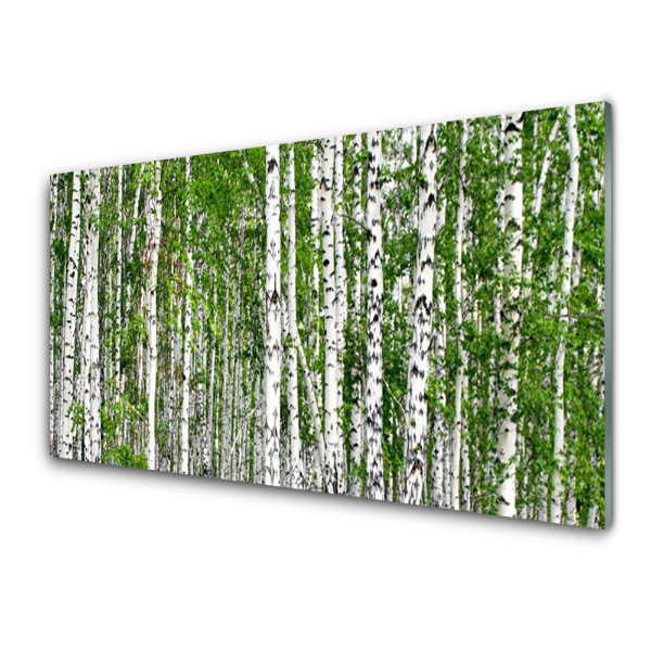 Obraz na Szkle Brzoza Drzewa Przyroda