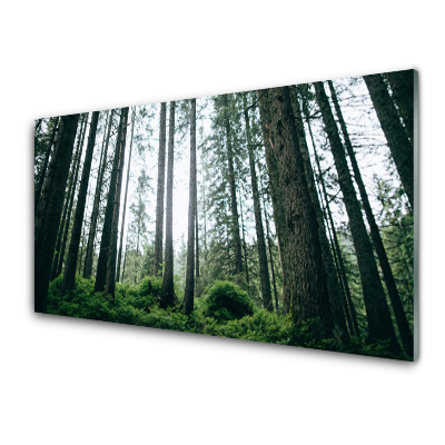 Obraz na Szkle Pnie drzew w lesie