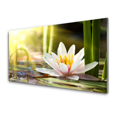 Obraz Szklany Kwiat Lilia Wodna promienie słońca