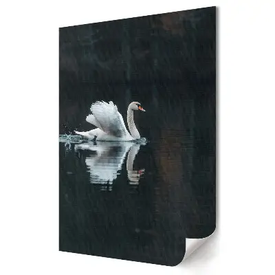 Plakat na materiale polycanvas Elegancja łabędzia na spokojnej wodzie