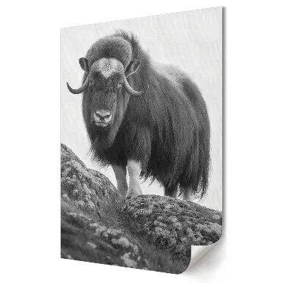 Plakat na materiale polycanvas wół piżmowy Majestic Mountain Guardian