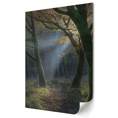 Plakat na materiale polycanvas Złote Promienie w Leśnej Głębi