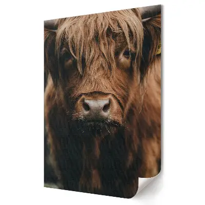Plakat na ścianę Urokliwe spojrzenie szkockiej krowy