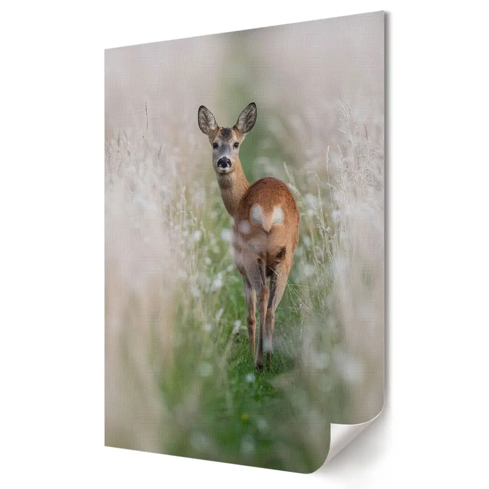 Plakat na materiale polycanvas Spacerująca sarenka w letnim słońcu