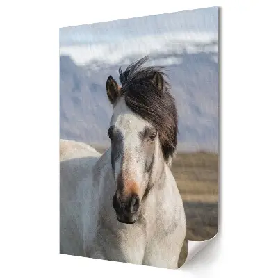 Stylowy plakat na ścianę Elegancja konia w naturalnym krajobrazie