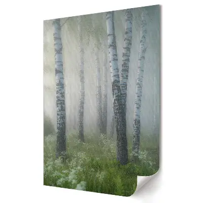 Plakat na materiale polycanvas Mglista Aleja Białych Brzóz