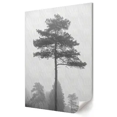Plakat na materiale polycanvas Mglista Sosna w czerni i bieli