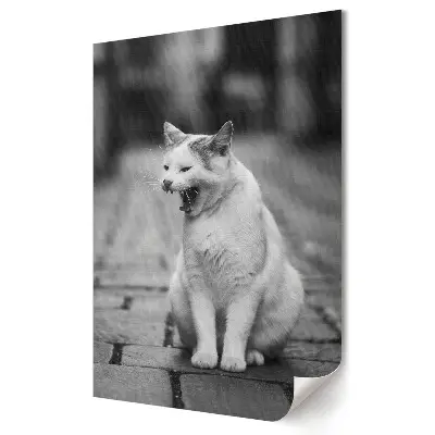 Plakat na materiale polycanvas Zaspany kot na ulicy