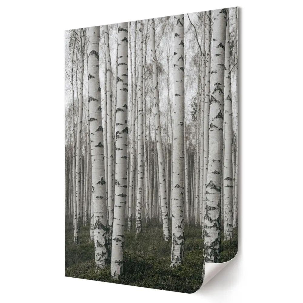 Plakat na materiale polycanvas Zimowy las brzozowy w mgle