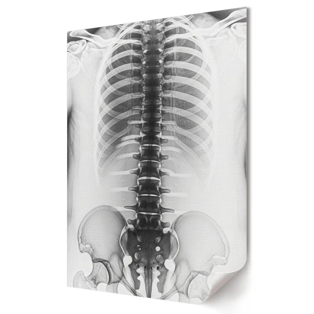 Nowoczesny plakat dekoracyjny Anatomia kręgosłupa i klatki piersiowej
