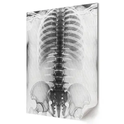 Nowoczesny plakat dekoracyjny Anatomia kręgosłupa i klatki piersiowej
