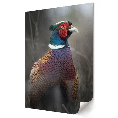 Plakat na materiale polycanvas Kolorowy bażant w naturalnym środowisku