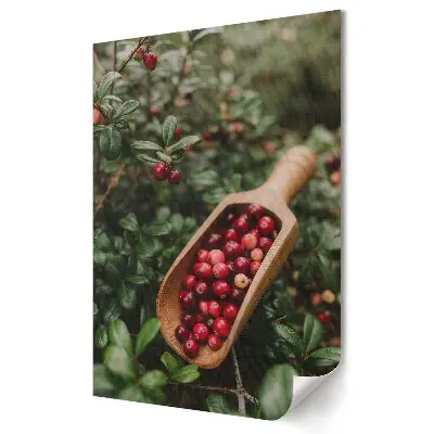 Grafika ścienna na płótnie Zbiory świeżych żurawin w lesie
