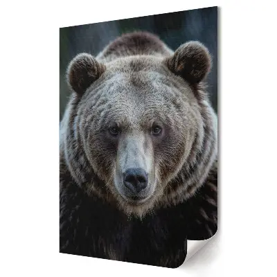 Plakat na materiale polycanvas Potężny niedźwiedź w naturalnym świetle
