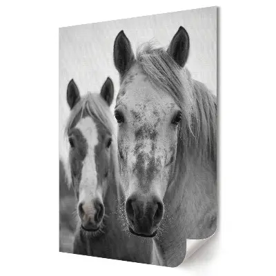 Stylowy plakat na ścianę Bliskie spotkanie z końmi w monochromie