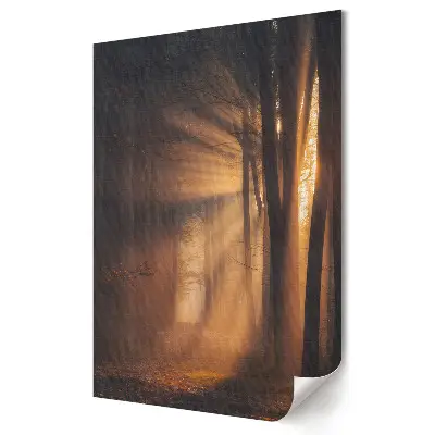 Plakat na materiale polycanvas Złote promienie w leśnym mroku