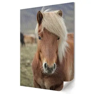 Plakat na materiale polycanvas Urokliwy koń na pastwisku