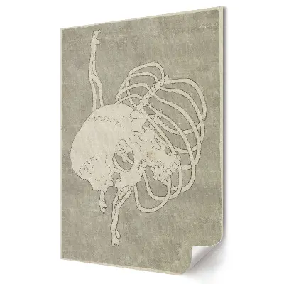 Nowoczesny plakat dekoracyjny Anatomical Study of Skull and Ribs