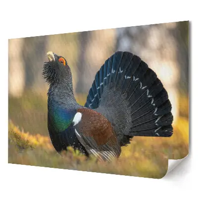 Plakat ścienny premium Głuszec w naturalnym środowisku