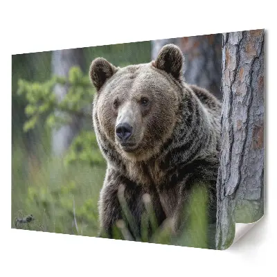 Plakat ścienny premium Niedźwiedź w leśnym otoczeniu