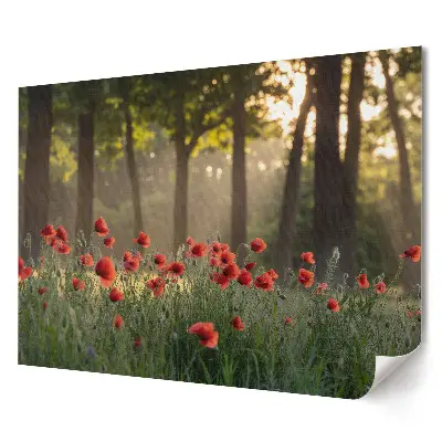 Plakat ścienny premium Czerwone maki w leśnym blasku