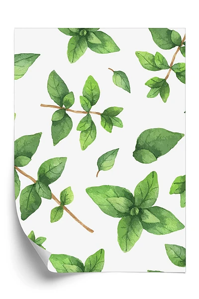 Tapeta Rysowane ziela oregano